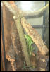 The flying gecko tank