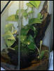 treefrog tank