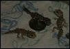 vipers