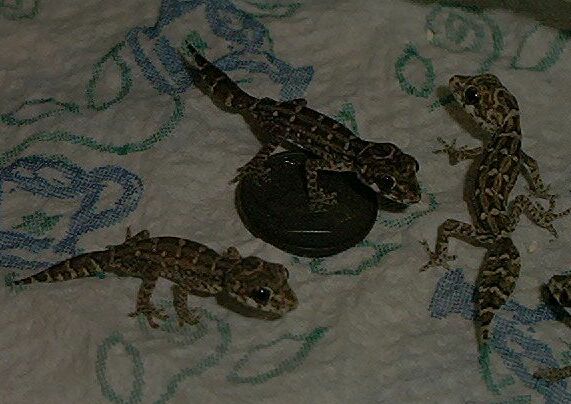 vipers