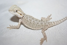 m leucistic baby