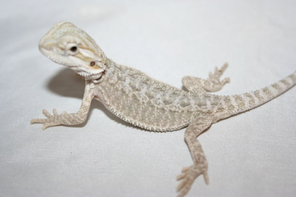 m leucistic baby