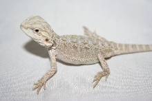 m leucistic baby2