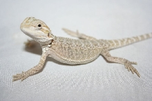 m leucistic baby3