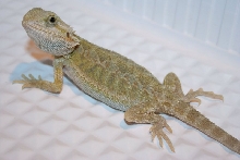 green hypotrans2