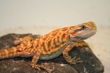 Trans leatherback poss het hypo