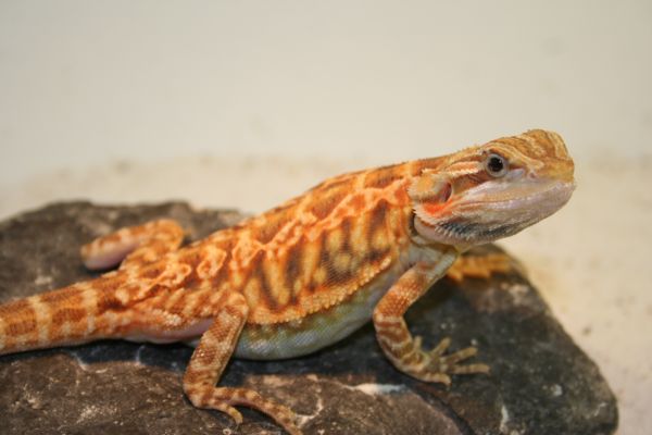 Trans leatherback poss het hypo