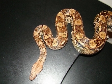 Rescue snake:  Argentine X Nic??