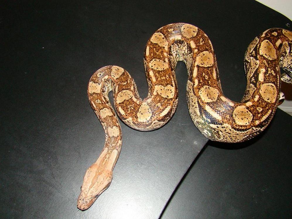 Rescue snake:  Argentine X Nic??