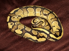 2012 Brite