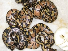 Enchi