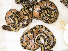 Enchi 1