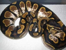 Calico Spector