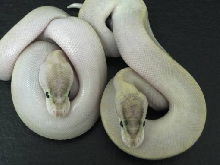 Ivory pair