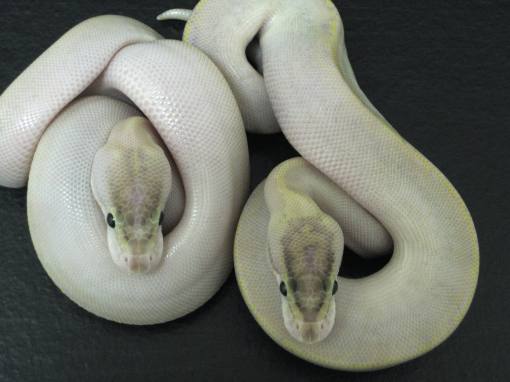 Ivory pair