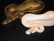 Ivory & G. Stripe