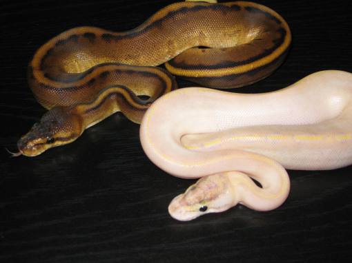 Ivory & G. Stripe