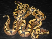 Woma Granite