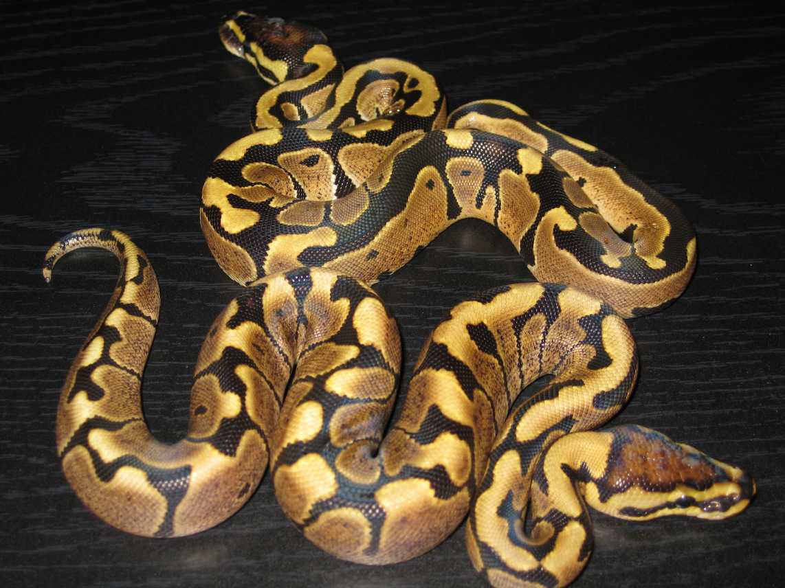 Woma Granite