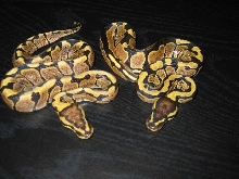 Woma Granite