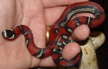 2009 Aug 4, hatchling aberrant Black Milk
