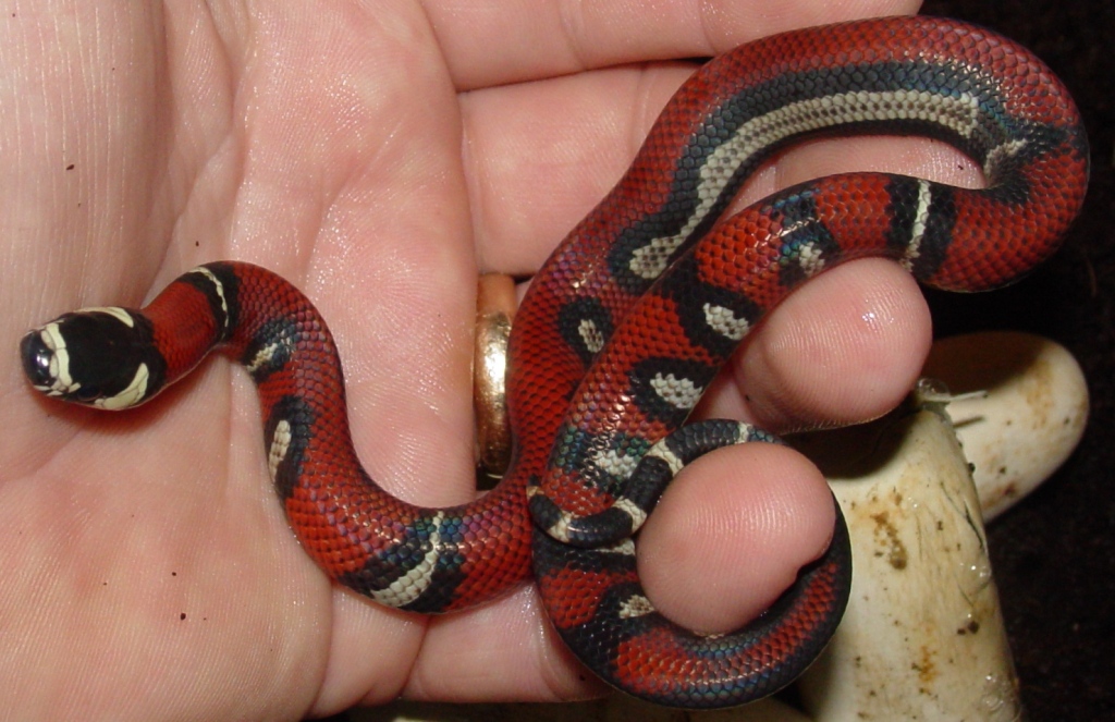 2009 Aug 4, hatchling aberrant Black Milk