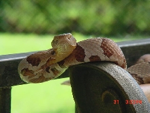 osage copperhead