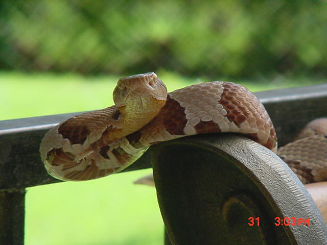 osage copperhead