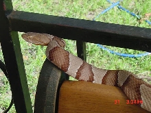 osage copperhead