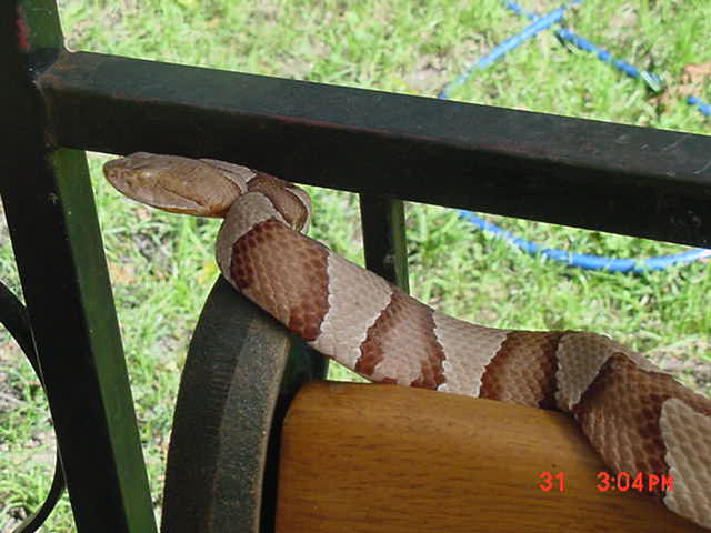 osage copperhead