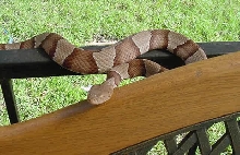 osage copperhead