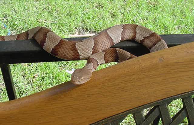 osage copperhead