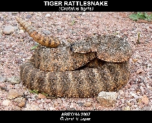 Tiger Rattlesnake AZ '07