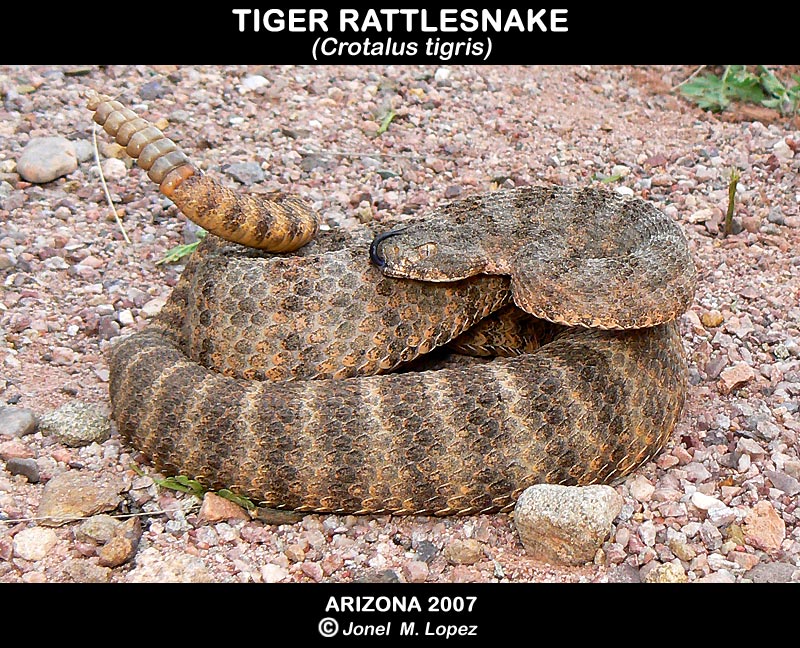 Tiger Rattlesnake AZ '07