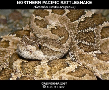 Northern Pacific Rattlesnake CA '07