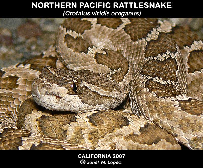 Northern Pacific Rattlesnake CA '07