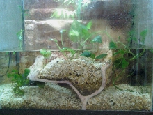 30 gallon tall tank