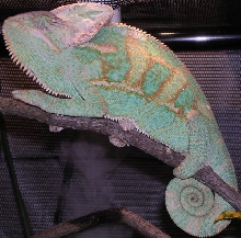 veiled cham Jordon