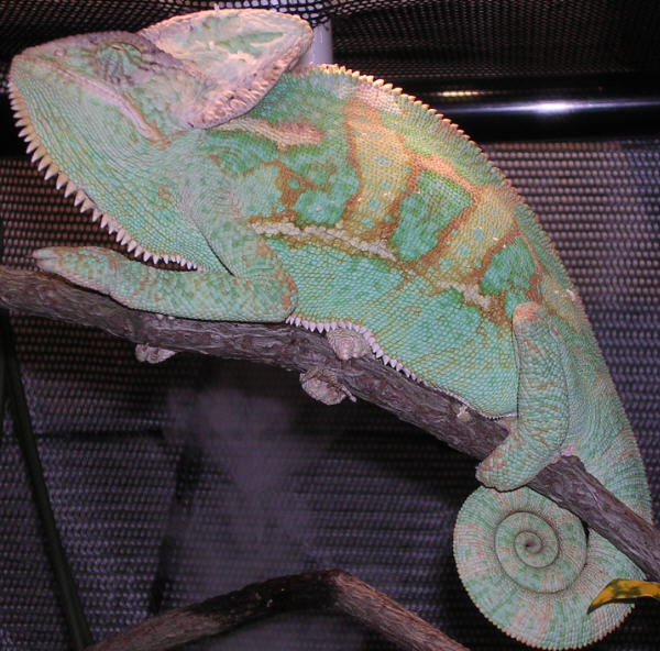 veiled cham Jordon