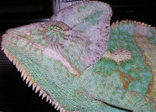 Veiled Cham Jordon