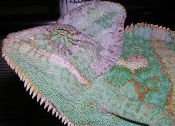 Veiled Cham Jordon