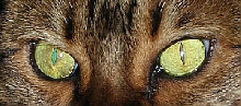 Zade Eyes