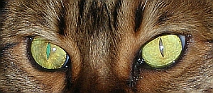 Zade Eyes