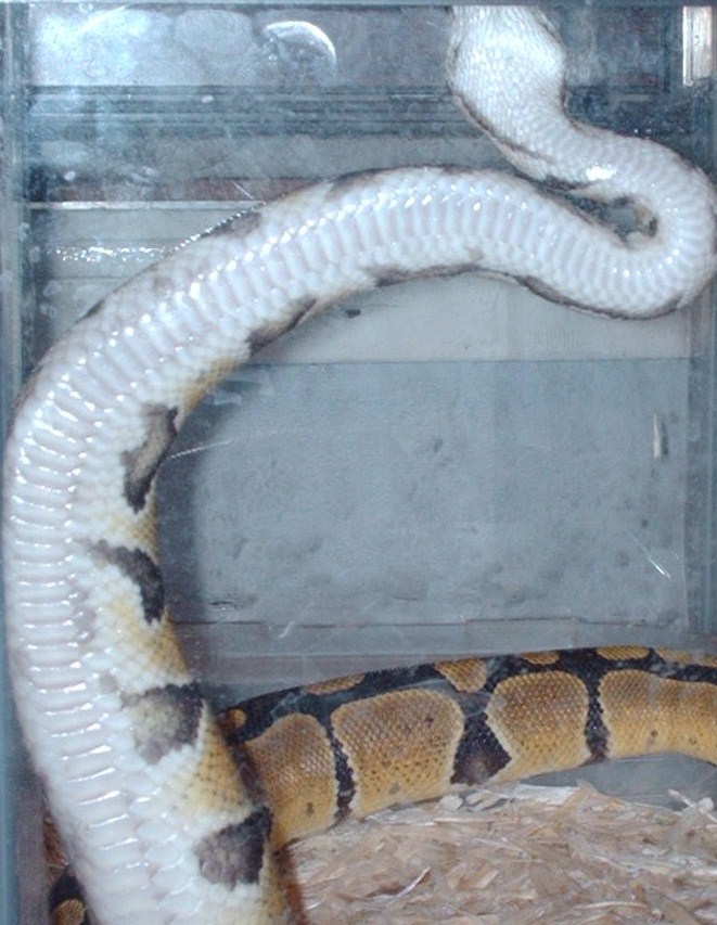 dianoga