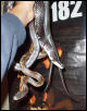 Black Ratsnakes