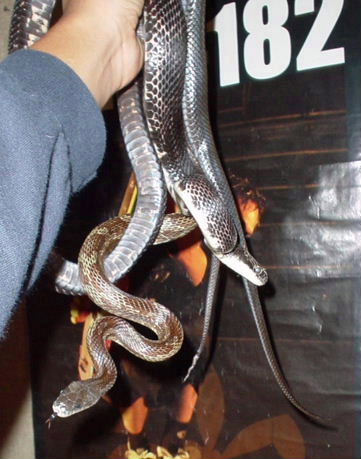 Black Ratsnakes