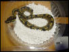 Ball Python
