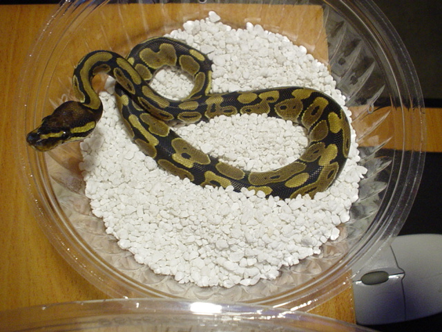 Ball Python