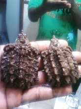 2 BABY ALLIGATOR SNAPPING TURTLE