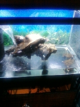 BABY ALLIGATOR SNAPPERS SETUP